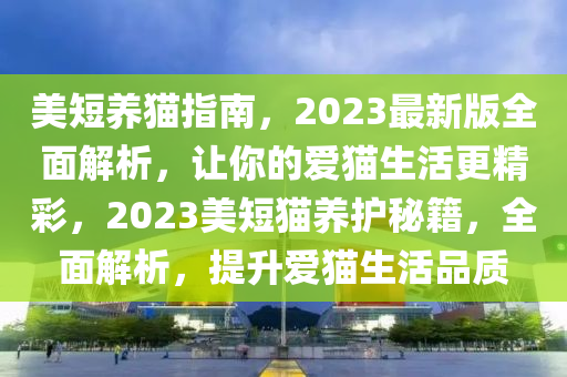 美短养猫指南，2023最新版全面解析，让你的爱猫生活更精彩，2023美短猫养护秘籍，全面解析，提升爱猫生活品质