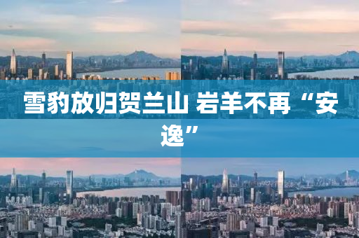 雪豹放归贺兰山 岩羊不再“安逸”