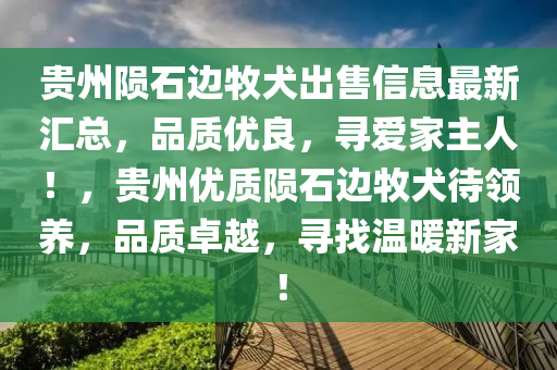 贵州陨石边牧犬出售信息最新汇总，品质优良，寻爱家主人！，贵州优质陨石边牧犬待领养，品质卓越，寻找温暖新家！
