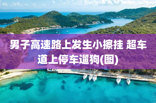 男子高速路上发生小擦挂 超车道上停车遛狗(图)