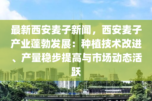 最新西安麦子新闻，西安麦子产业蓬勃发展：种植技术改进、产量稳步提高与市场动态活跃