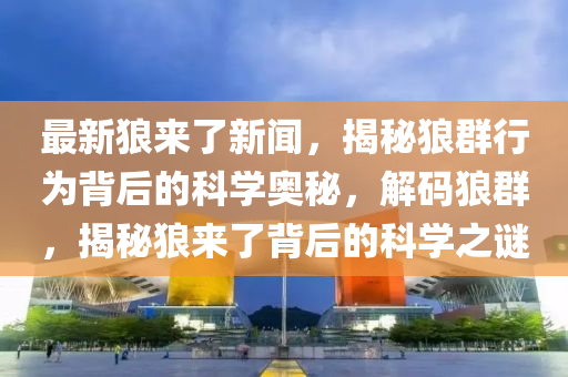 最新狼来了新闻，揭秘狼群行为背后的科学奥秘，解码狼群，揭秘狼来了背后的科学之谜