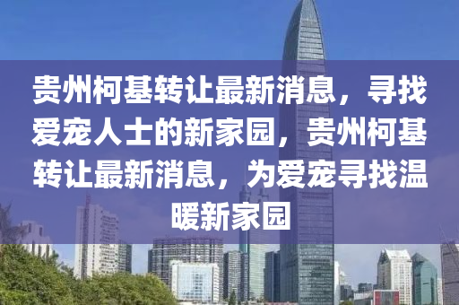 贵州柯基转让最新消息，寻找爱宠人士的新家园，贵州柯基转让最新消息，为爱宠寻找温暖新家园