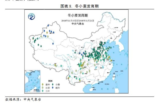 河北小麦最新价格动态及市场分析，河北小麦最新价格动态与市场分析报告