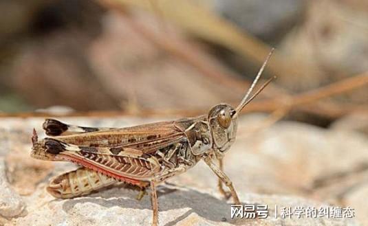 蝗虫最新趋势，蝗虫最新动态或趋势分析