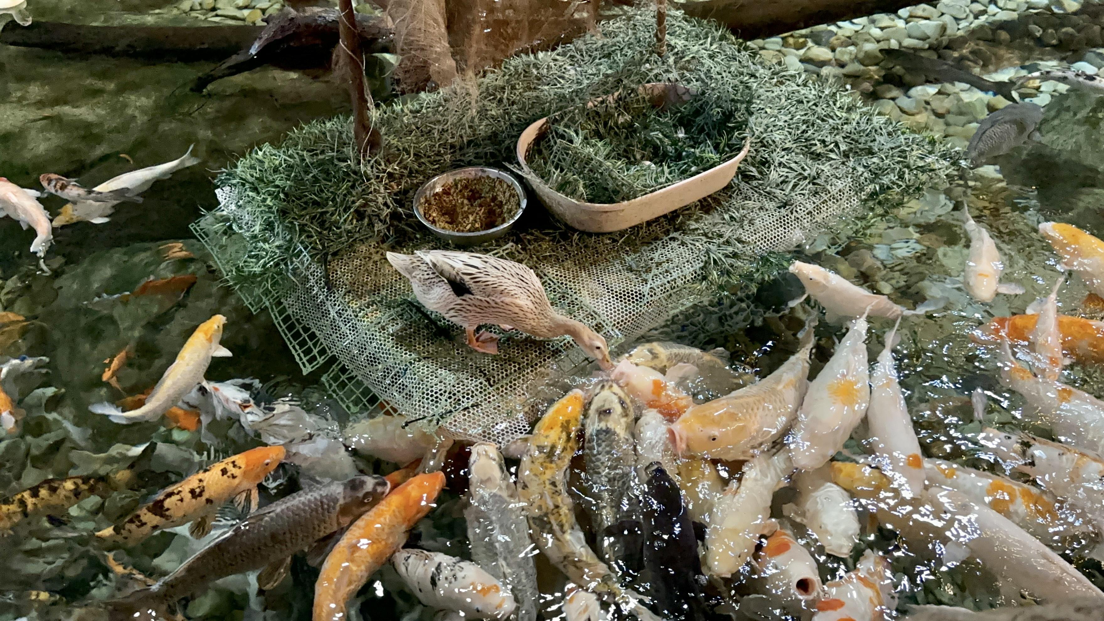 北京海洋馆攻略最新