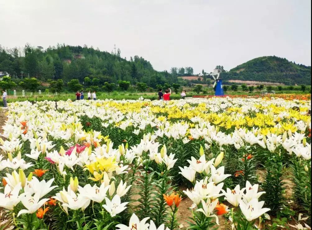 丹江口市最新消息，丹江口市最新动态报道