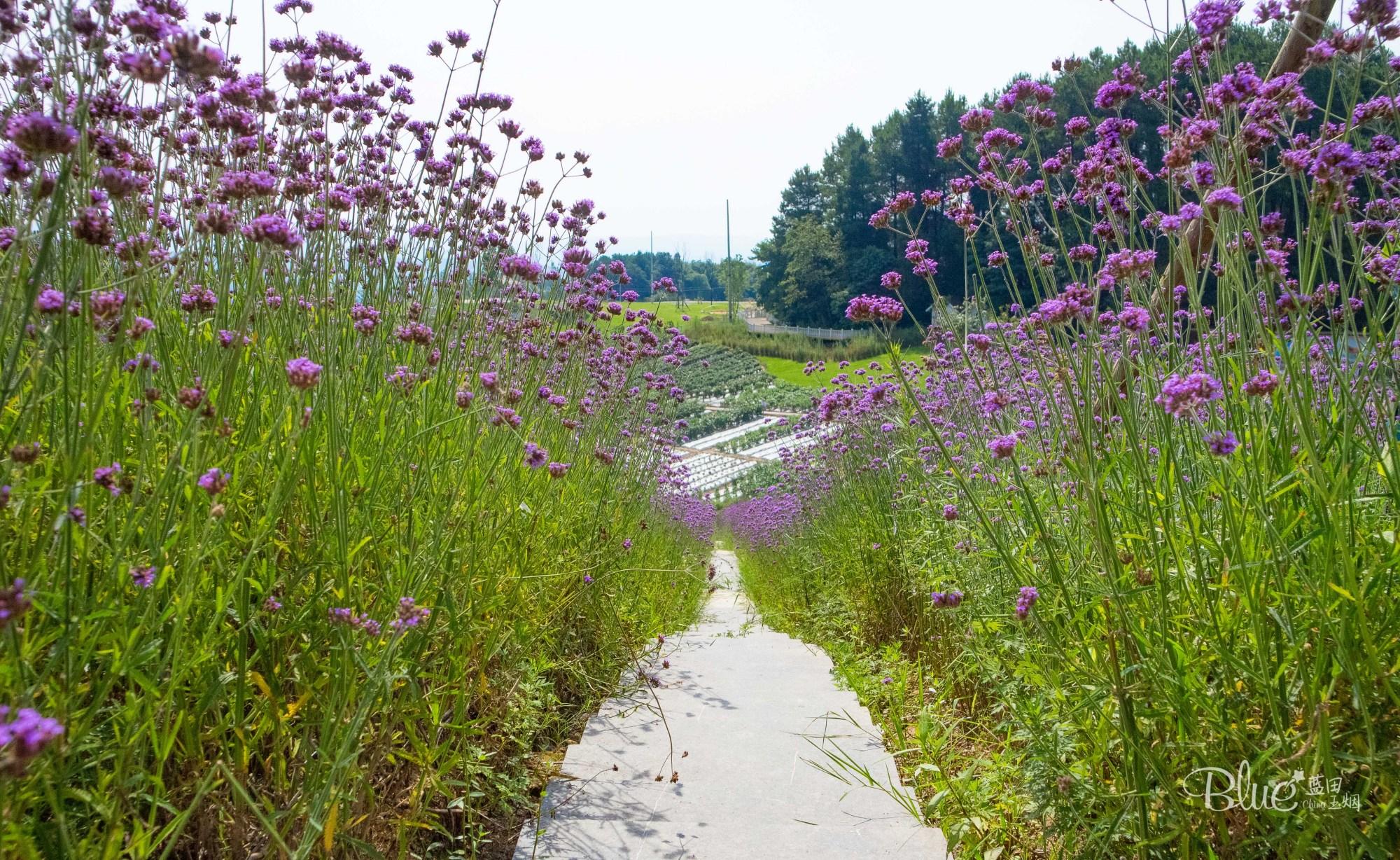 綦江横山道路情况最新，綦江横山道路最新动态揭秘