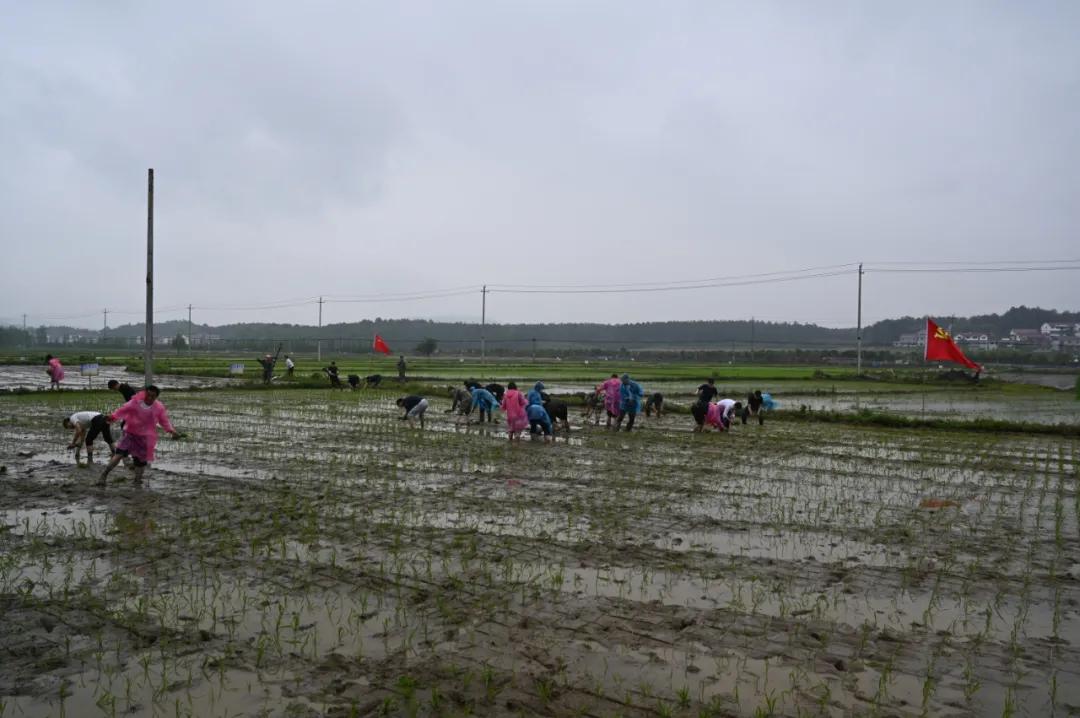 唐甸夏家最新消息，唐甸夏家最新动态揭晓