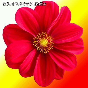 2024年管家婆精准一肖61期，2024年管家婆精准预测第61期生肖揭晓