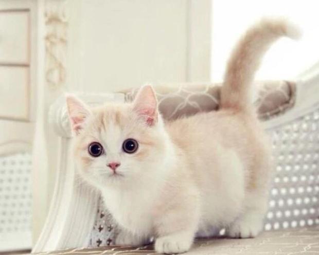 猫崽出售同城最新信息，猫崽同城最新出售信息，最新猫崽出售信息汇总