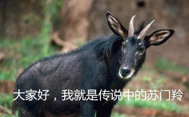 澳门最精准四不像正版，澳门最精准四不像正版，澳门最精准四不像正版揭秘：理性参与博彩，警惕虚假预测