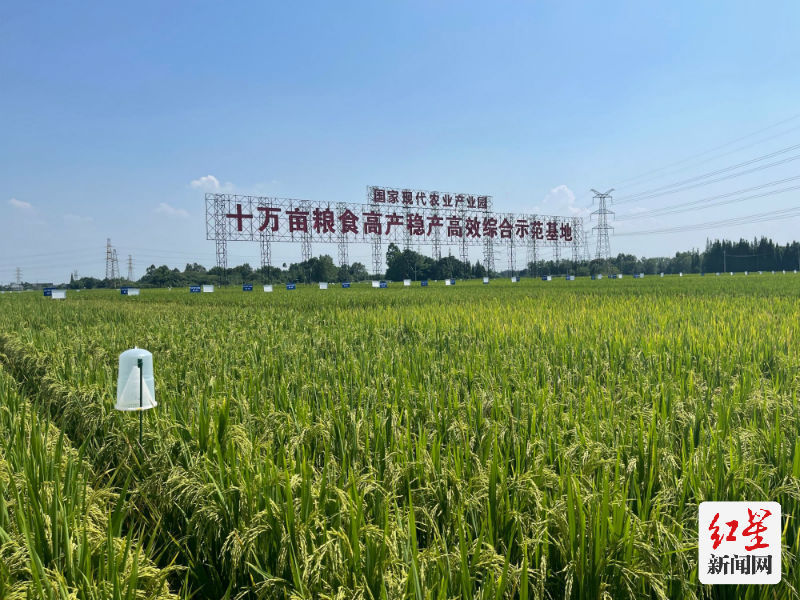 “天府粮仓”装进更多乐山优质粮