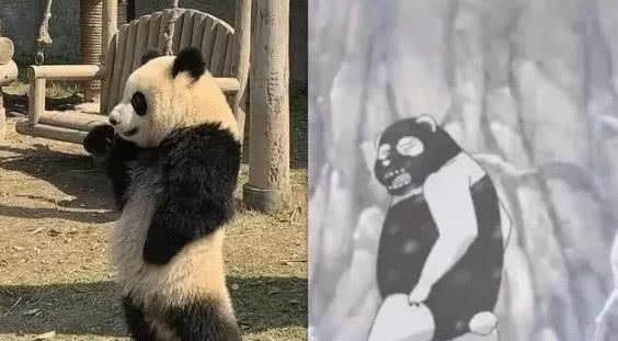 成都熊猫谷最新动态，探访大熊猫的温馨家园，成都熊猫谷大熊猫家园新貌，温馨探访记