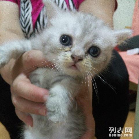 梅州猫咪出售信息最新网，最新梅州猫咪出售信息汇总