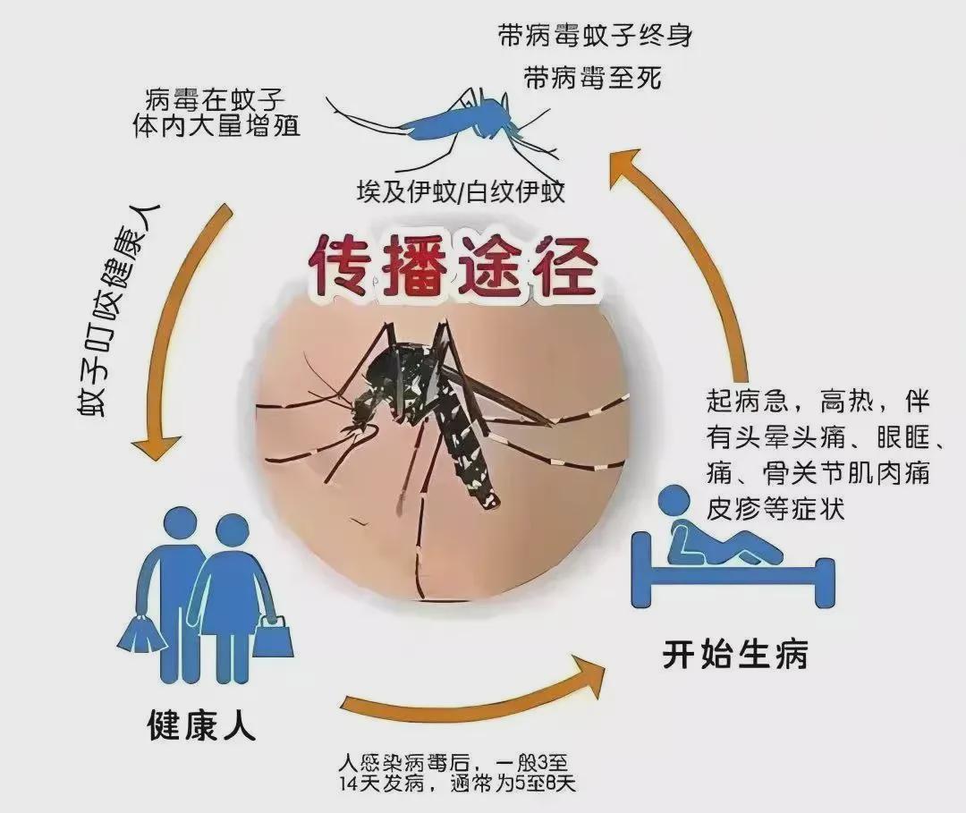 警惕！深圳新增115例登革热病例，29个社区有传播风险！