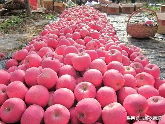 静宁拍卖地块最新信息，静宁拍卖地块最新信息详解：位置、用途、拍卖时间及投资前景分析