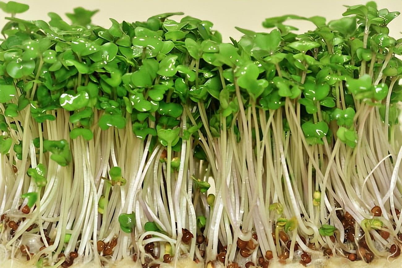 2015年毒豆芽最新进展，毒豆芽事件最新进展深度探究：政策监管、企业责任与公众意识提升