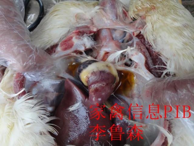 肉鸭霉菌防治方案最新版，最新肉鸭霉菌防治方案：全方位保障肉鸭健康与养殖效益的实用策略